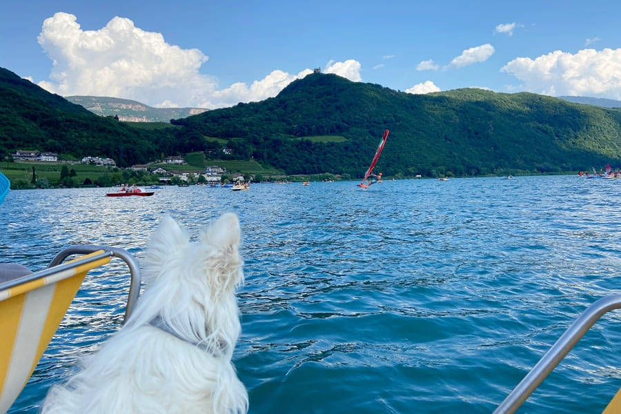 Tretboot fahren mit Hund Stand Up Paddling mit Hund Südtirol